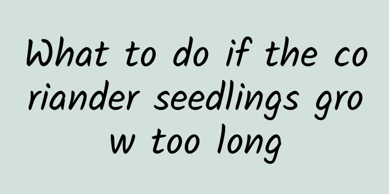 What to do if the coriander seedlings grow too long