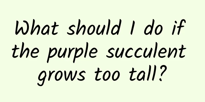 What should I do if the purple succulent grows too tall?