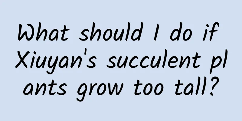 What should I do if Xiuyan's succulent plants grow too tall?