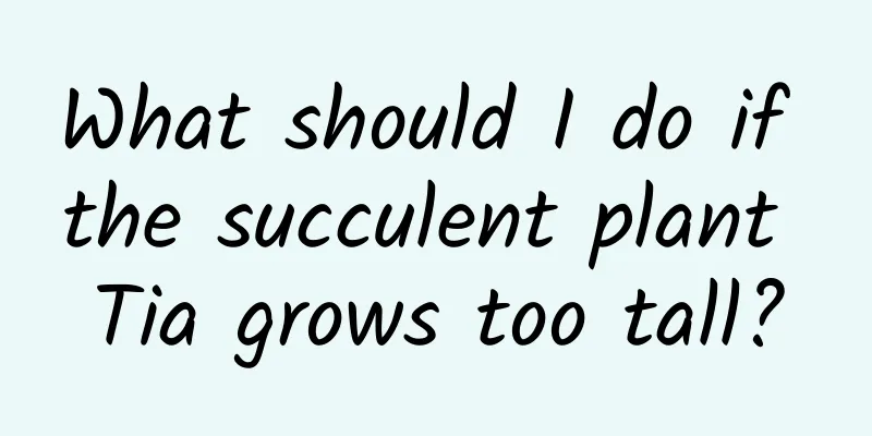 What should I do if the succulent plant Tia grows too tall?