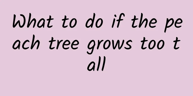 What to do if the peach tree grows too tall