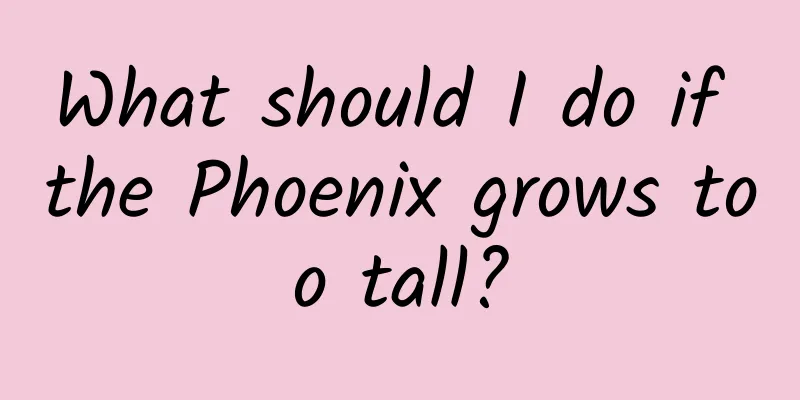 What should I do if the Phoenix grows too tall?