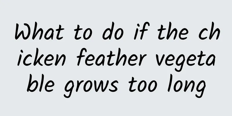 What to do if the chicken feather vegetable grows too long