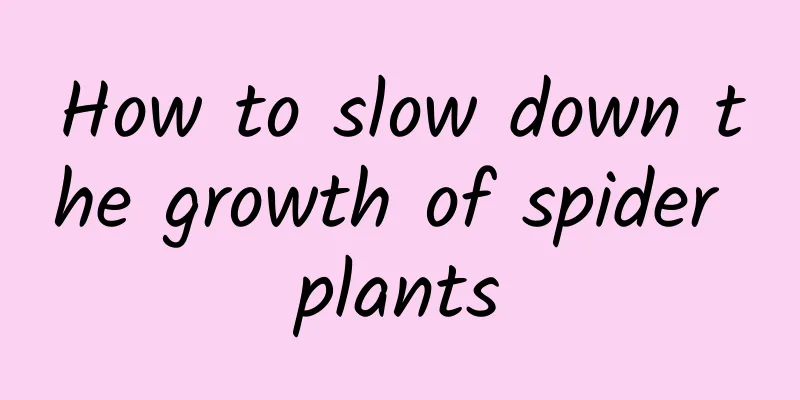 How to slow down the growth of spider plants