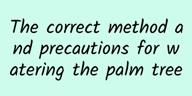 The correct method and precautions for watering the palm tree