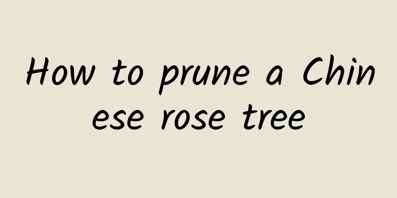 How to prune a Chinese rose tree