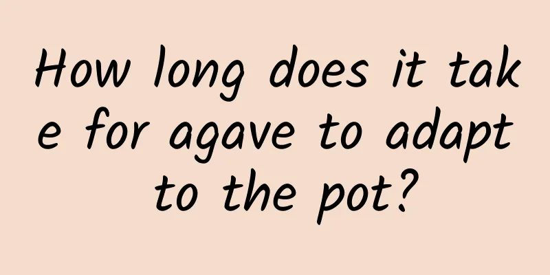 How long does it take for agave to adapt to the pot?