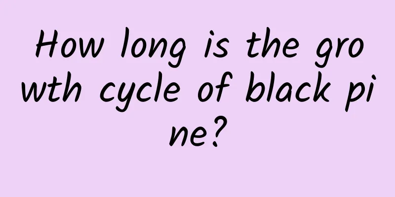 How long is the growth cycle of black pine?