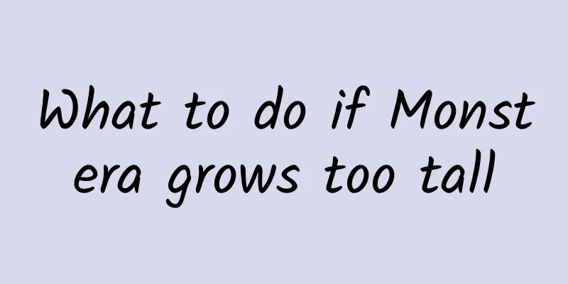 What to do if Monstera grows too tall
