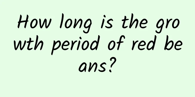 How long is the growth period of red beans?