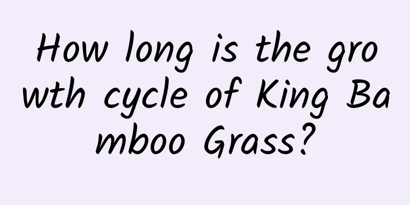 How long is the growth cycle of King Bamboo Grass?