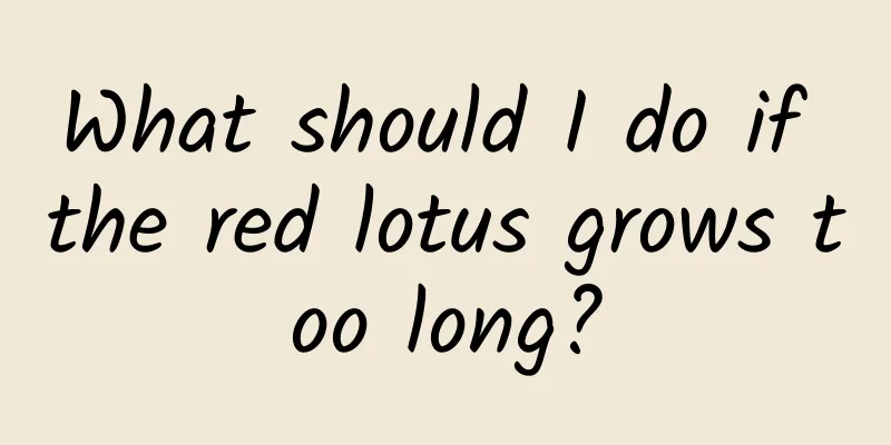 What should I do if the red lotus grows too long?