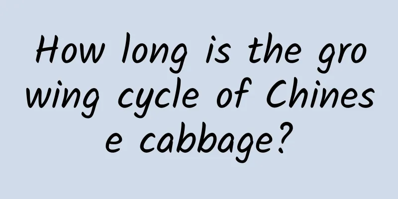 How long is the growing cycle of Chinese cabbage?