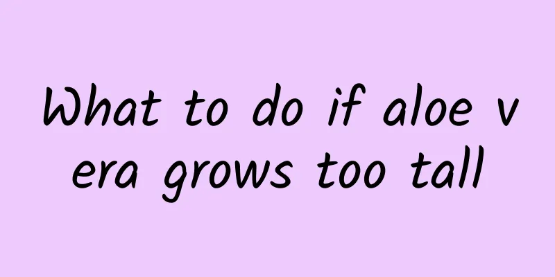 What to do if aloe vera grows too tall
