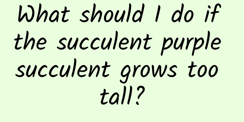 What should I do if the succulent purple succulent grows too tall?