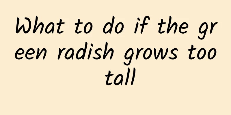 What to do if the green radish grows too tall