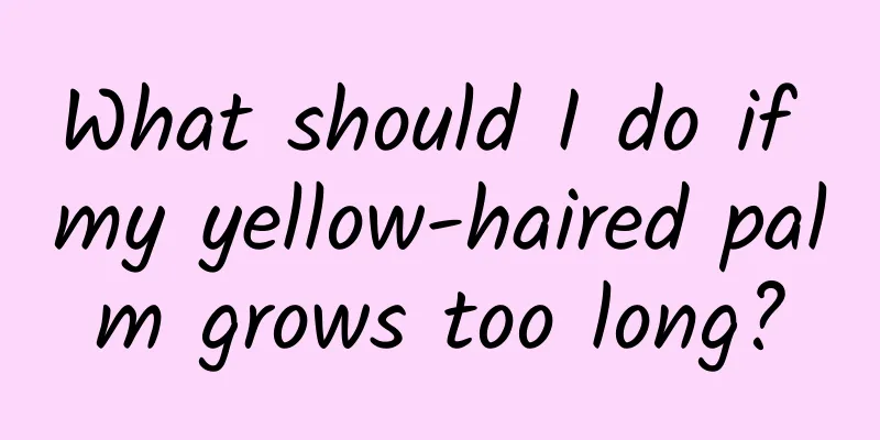 What should I do if my yellow-haired palm grows too long?