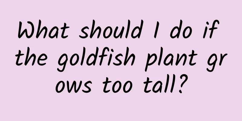What should I do if the goldfish plant grows too tall?