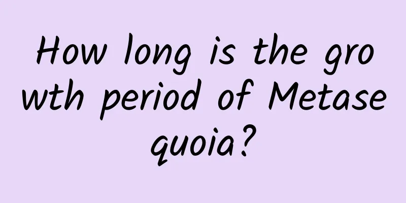 How long is the growth period of Metasequoia?
