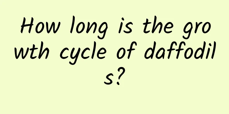 How long is the growth cycle of daffodils?