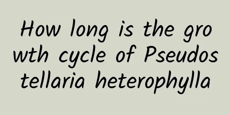How long is the growth cycle of Pseudostellaria heterophylla
