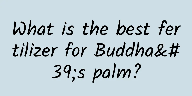 What is the best fertilizer for Buddha's palm?