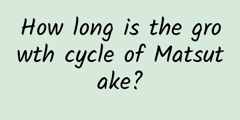 How long is the growth cycle of Matsutake?