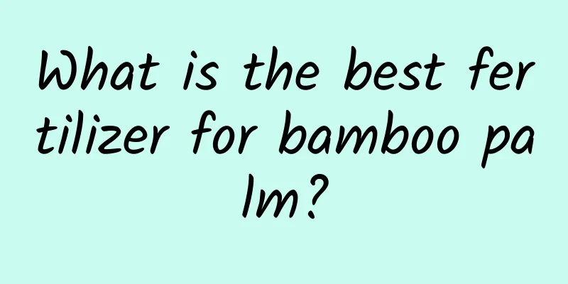 What is the best fertilizer for bamboo palm?