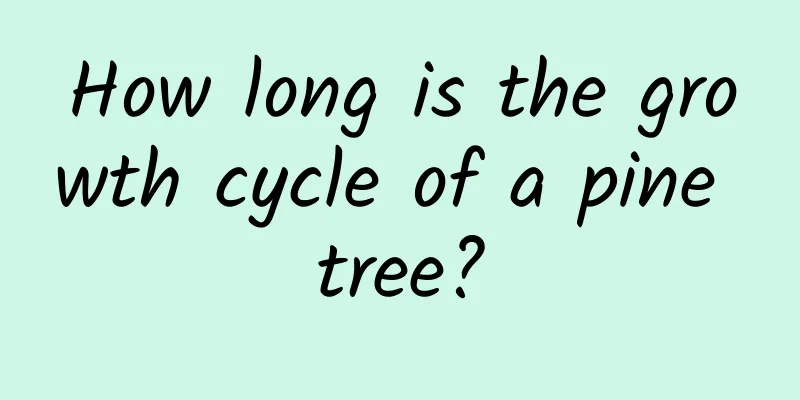 How long is the growth cycle of a pine tree?