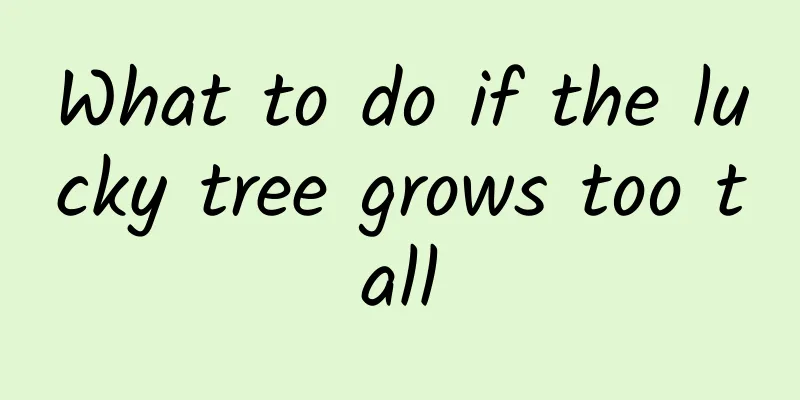 What to do if the lucky tree grows too tall