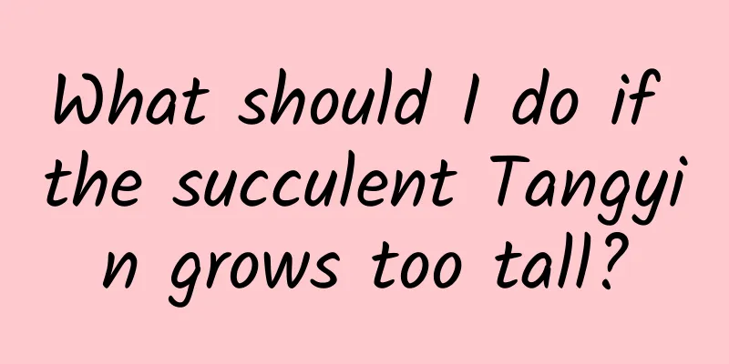 What should I do if the succulent Tangyin grows too tall?