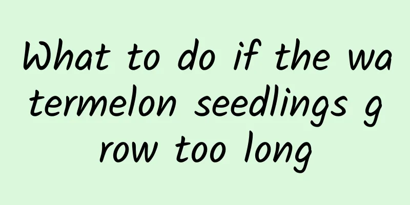 What to do if the watermelon seedlings grow too long