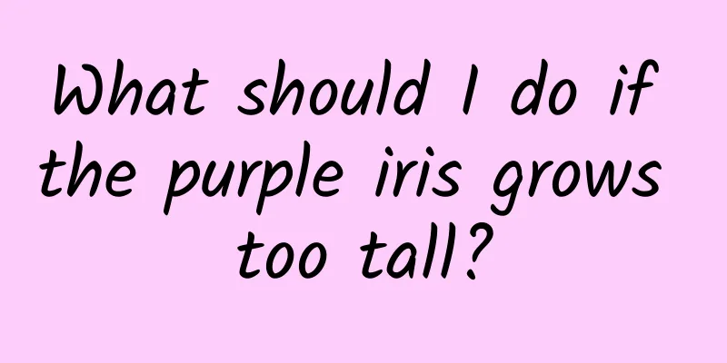 What should I do if the purple iris grows too tall?