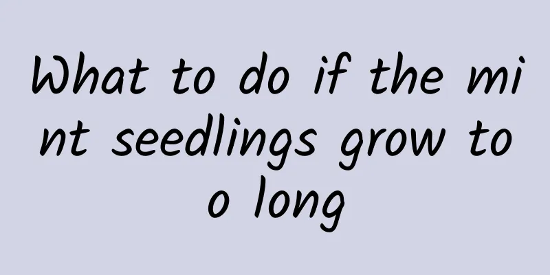 What to do if the mint seedlings grow too long