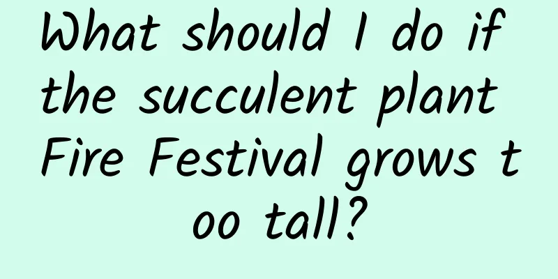 What should I do if the succulent plant Fire Festival grows too tall?