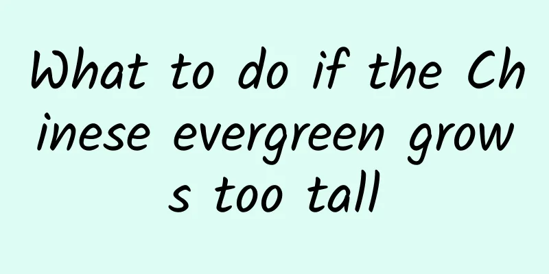 What to do if the Chinese evergreen grows too tall