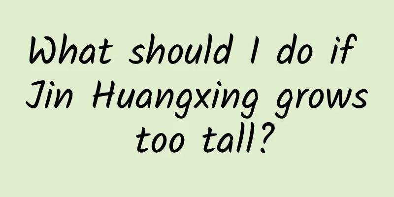 What should I do if Jin Huangxing grows too tall?
