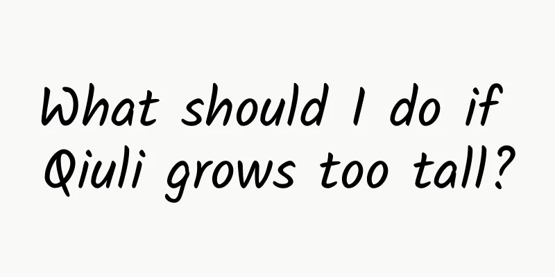 What should I do if Qiuli grows too tall?