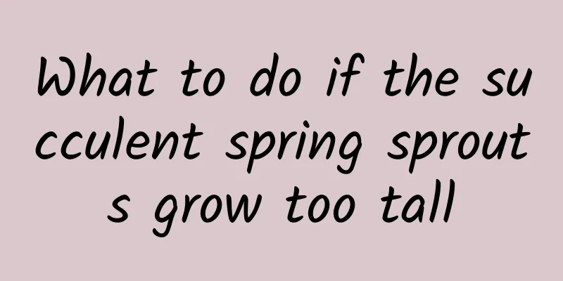 What to do if the succulent spring sprouts grow too tall