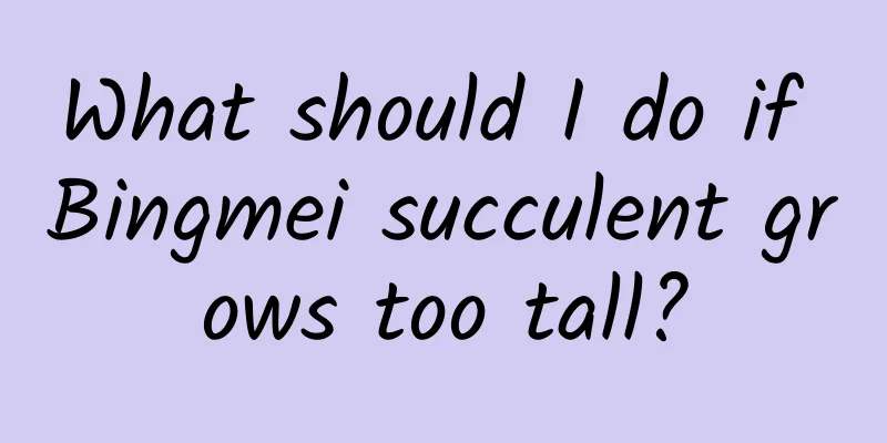 What should I do if Bingmei succulent grows too tall?