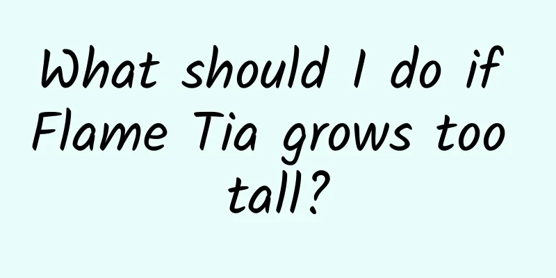 What should I do if Flame Tia grows too tall?