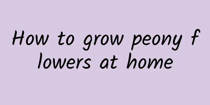 How to grow peony flowers at home