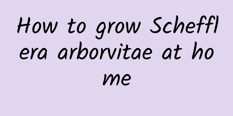 How to grow Schefflera arborvitae at home