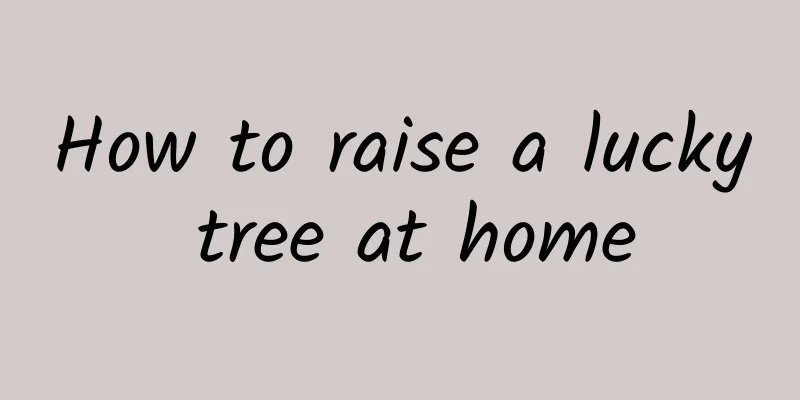 How to raise a lucky tree at home