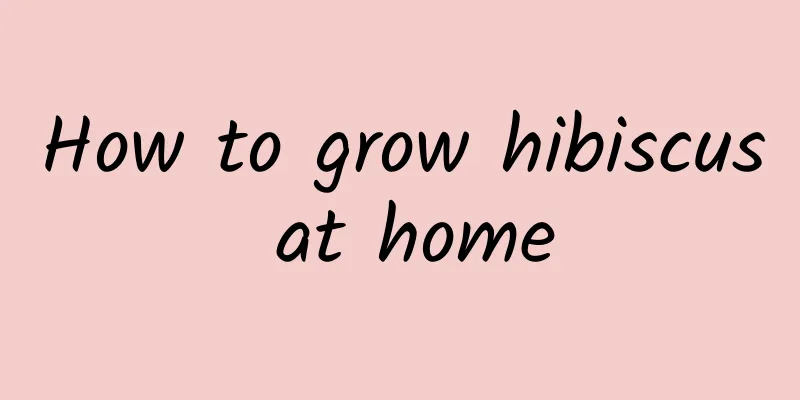 How to grow hibiscus at home