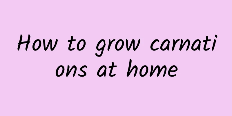How to grow carnations at home