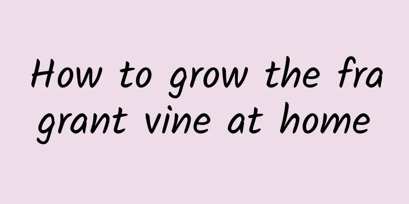 How to grow the fragrant vine at home