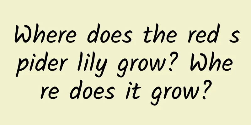 Where does the red spider lily grow? Where does it grow?