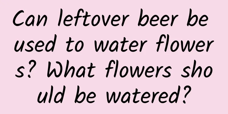 Can leftover beer be used to water flowers? What flowers should be watered?