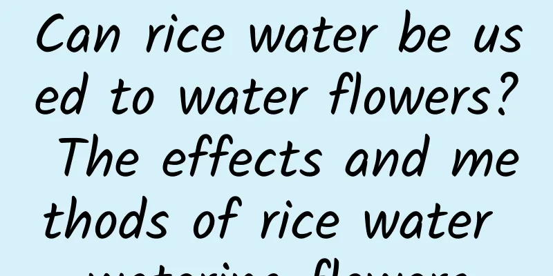 Can rice water be used to water flowers? The effects and methods of rice water watering flowers